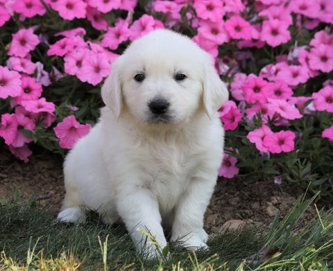AKC Registered English Cream Golden Retriever For Sale Wooster, OH Male- Ace