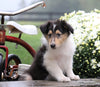 Collie (Lassie) For Sale Fredericksburg, OH Male- Rowdy