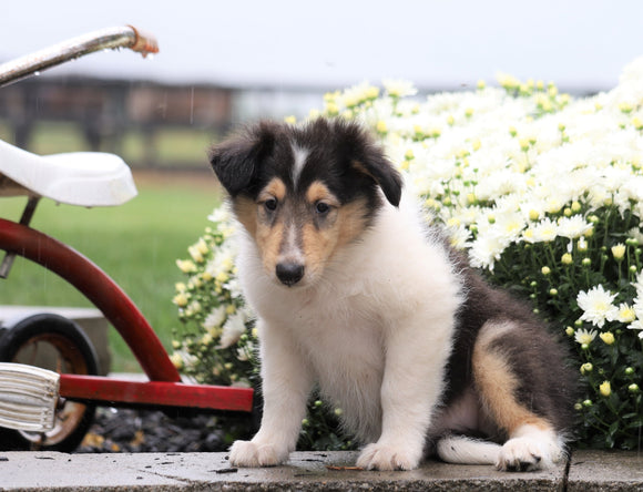 Collie (Lassie) For Sale Fredericksburg, OH Male- Rowdy