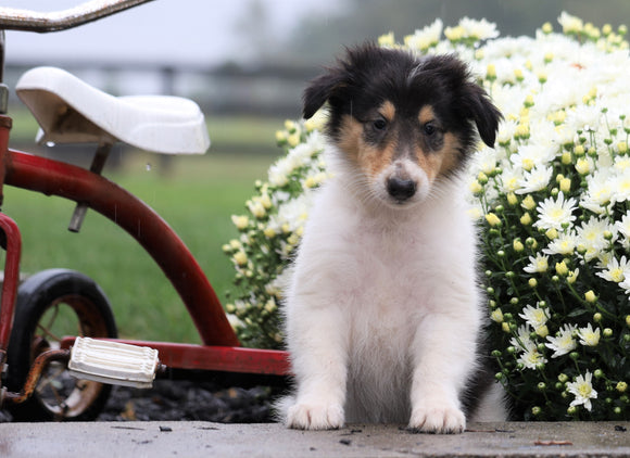 Collie (Lassie) For Sale Fredericksburg, OH Female- Rose