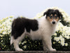 Collie (Lassie) For Sale Fredericksburg, OH Female- Rose