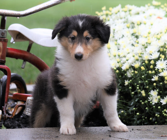 Collie (Lassie) For Sale Fredericksburg, OH Female- Roberta
