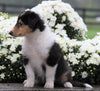 Collie (Lassie) For Sale Fredericksburg, OH Female- Roberta