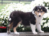 Collie (Lassie) For Sale Fredericksburg, OH Female- Roberta