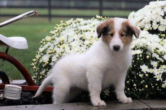 Collie (Lassie) For Sale Fredericksburg, OH Male- Rex