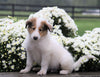 Collie (Lassie) For Sale Fredericksburg, OH Male- Rex
