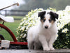 Collie (Lasse) For Sale Fredericksburg, OH Male- Ross