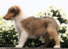 Collie (Lassie) For Sale Fredericksburg, OH Male- Remington