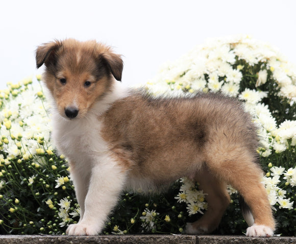 Collie (Lassie) For Sale Fredericksburg, OH Male- Remington