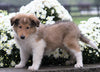 Collie (Lassie) For Sale Fredericksburg, OH Male- Rusty