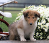 Collie (Lassie) For Sale Fredericksurg, OH Male- Reed