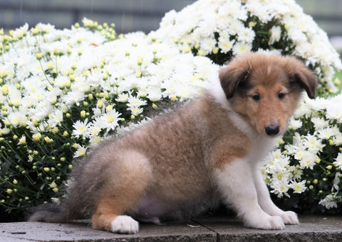 Collie (Lassie) For Sale Fredericksurg, OH Male- Reed