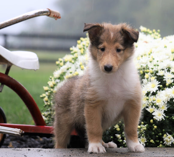 Collie (Lassie) For Sale Fredericksburg, OH Female- Ruby