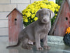 AKC Registered Silver Labrador Retriever For Sale Sugarcreek, OH Male- Buddy