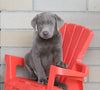 AKC Registered Silver Labrador Retriever For Sale Sugarcreek, OH Male- Buddy