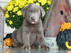 AKC Registered Silver Labrador Retriever For Sale Sugarcreek, OH Male- Roscoe
