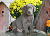 AKC Registered Silver Labrador Retriever For Sale Sugarcreek, OH Male- Coco