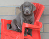 AKC Registered Silver Labrador Retriever For Sale Sugarcreek, OH Male- Coco