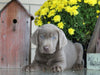 AKC Registered Silver Labrador Retriever For Sale Sugarcreek, OH Male- Smokey