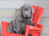 AKC Registered Silver Labrador Retriever For Sale Sugarcreek, OH Male- Smokey