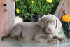 AKC Registered Silver Labrador Retriever For Sale Sugarcreek, OH Female- Trixie