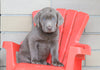 AKC Registered Silver Labrador Retriever For Sale Sugarcreek, OH Female- Trixie