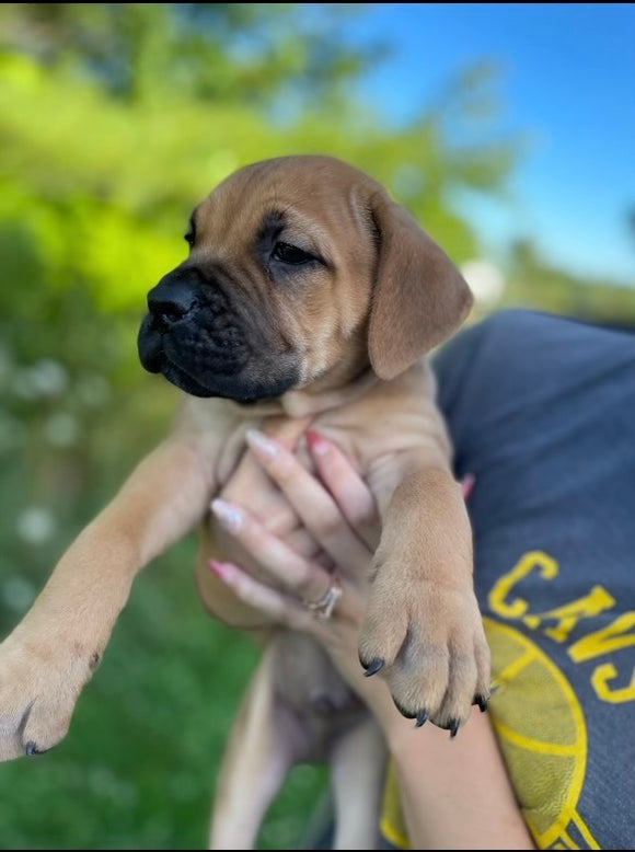 ICCF Registered Cane Corso For Sale Lousiville OH Male-Max