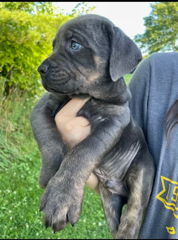 ICCF Registered Cane Corso For Sale Lousiville OH Male-Blue