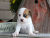 Puggle For Sale Sugarcreek, OH Male- Buster