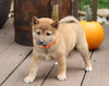 AKC Registered Shiba Inu For Sale Dundee, OH Female- Lily