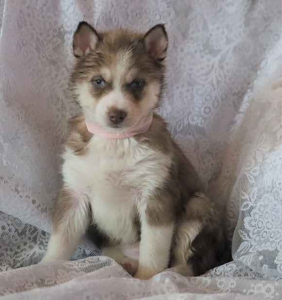 AKC Registered Siberian Husky For Sale Millersburg, OH Female- Casey
