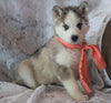 AKC Registered Siberian Husky For Sale Millersburg, OH Female- Sherry