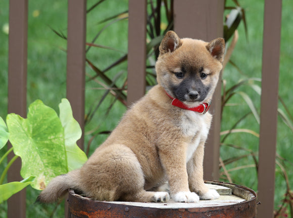 AKC Registered Shiba Inu For Sale Dundee, OH Female- Daisy