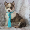 AKC Registered Siberian Husky For Sale Millersburg, OH Male- Spunky