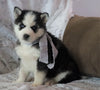 AKC Registered Siberian Husky For Sale Millersburg, OH Male- Max
