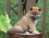 AKC Registered Shiba Inu For Sale Dundee, OH Male- Toby