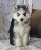 AKC Registered Siberian Husky For Sale Millersburg, OH Male- Rick