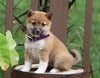 AKC Registered Shiba Inu For Sale Dundee, OH Female- Rose
