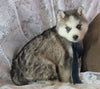 AKC Registered Siberian Husky For Sale Millersburg, OH Male- Rick