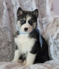 AKC Registered Siberian Husky For Sale Millersburg, OH Male- Mick