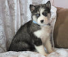 AKC Registered Siberian Husky For Sale Millersburg, OH Male- Mick