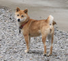 AKC Registered Shiba Inu For Sale Dundee, OH Female Tinkerbell