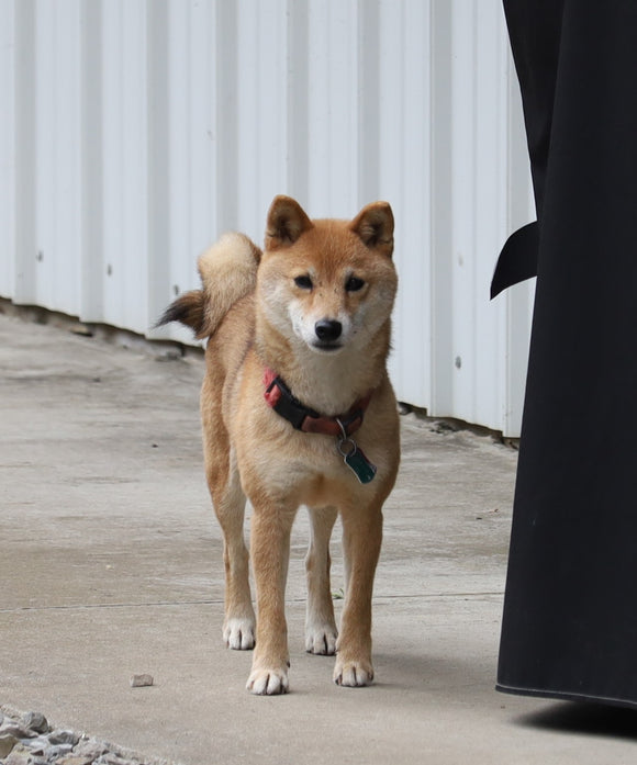 AKC Registered Shiba Inu For Sale Dundee, OH Female Tinkerbell