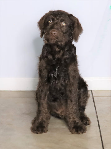 F1 Standard Labradoodle For Sale Millersburg, OH Male- Stormy