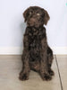 F1 Standard Labradoodle For Sale Millersburg, OH Male- Stormy