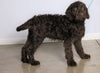 F1 Standard Labradoodle For Sale Millersburg, OH Male- Muddy