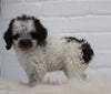 Cockapoo For Sale Dundee, OH Male-Teddy