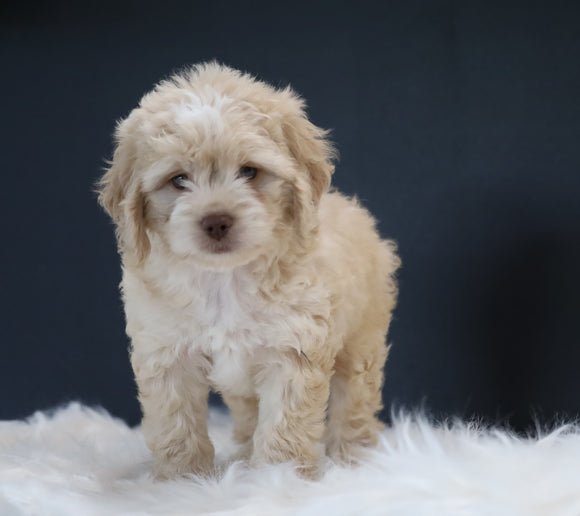 Cockapoo For Sale Dundee, OH Male- Zeke