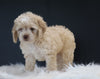 Cockapoo For Sale Dundee, OH Male- Zeke