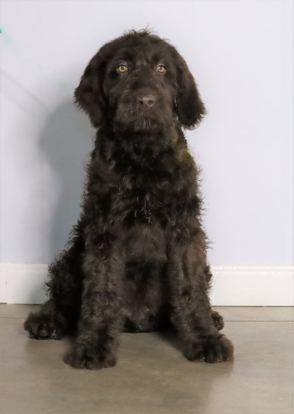 F1 Standard Labradoodle For Sale Millersburg, OH Male- Muddy